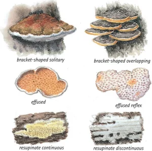 Collins Fungi Guide – The most complete field guide to the mushrooms & toadstools of Britain & Ireland (2012) [Ο οδηγός του Collins για τους μύκητες – Ο πιο πλήρης οδηγός πεδίου για τα μανιτάρια της Βρετανίας και της Ιρλανδίας]