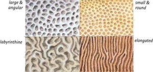 Collins Fungi Guide – The most complete field guide to the mushrooms & toadstools of Britain & Ireland (2012) [Ο οδηγός του Collins για τους μύκητες – Ο πιο πλήρης οδηγός πεδίου για τα μανιτάρια της Βρετανίας και της Ιρλανδίας]