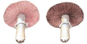 Collins Fungi Guide – The most complete field guide to the mushrooms & toadstools of Britain & Ireland (2012) [Ο οδηγός του Collins για τους μύκητες – Ο πιο πλήρης οδηγός πεδίου για τα μανιτάρια της Βρετανίας και της Ιρλανδίας]