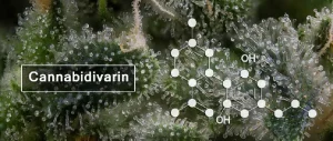 Η κανναβιδιβαρίνη (cannabidivarin, CBDV)