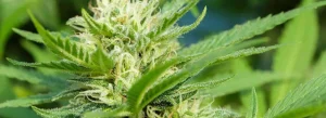 Η κανναβιδιβαρίνη (cannabidivarin, CBDV)