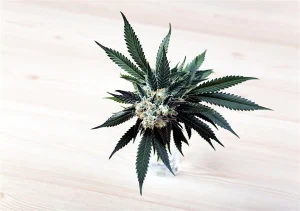 Η κανναβιδιβαρίνη (cannabidivarin, CBDV)