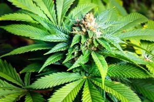 Η κανναβιδιβαρίνη (cannabidivarin, CBDV)