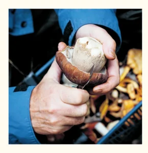 Cooking with Wild Mushrooms – Enjoy your porcinis, chanterelles, and other foraged mushrooms (2012) [Μαγειρεύοντας με άγρια μανιτάρια – Απολαύστε τα porcinis, τα chanterelles και άλλα άγρια μανιτάρια]