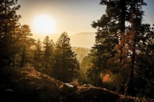 Mushroom Wanderland – A forager's guide to finding, identifying, and using more than 25 wild fungi (2021) [Περιπλάνηση στην μανιταροχώρα – Οδηγός τροφοσυλλεκτών για την εύρεση, αναγνώριση και χρήση περισσότερων από 25 άγριων μυκήτων]