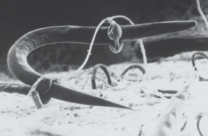 Teaming with Microbes – The organic gardener's guide to the soil food web (2016) [Συνεργασία με τα μικρόβια – Ο βιολογικός οδηγός κηπουρού στον τροφικό ιστό του εδάφους]