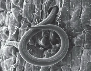 Teaming with Microbes – The organic gardener's guide to the soil food web (2016) [Συνεργασία με τα μικρόβια – Ο βιολογικός οδηγός κηπουρού στον τροφικό ιστό του εδάφους]