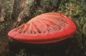The Book of Fungi – A life-size guide to six hundred species from around the world (2011) [Το βιβλίο των μυκήτων – Ένας οδηγός σε φυσικό μέγεθος για εξακόσια είδη από όλο τον κόσμο]