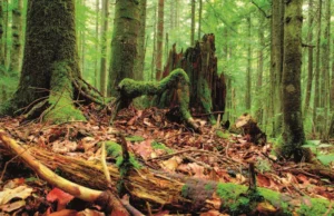 The Book of Fungi – A life-size guide to six hundred species from around the world (2011) [Το βιβλίο των μυκήτων – Ένας οδηγός σε φυσικό μέγεθος για εξακόσια είδη από όλο τον κόσμο]