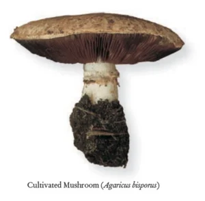 The Book of Fungi – A life-size guide to six hundred species from around the world (2011) [Το βιβλίο των μυκήτων – Ένας οδηγός σε φυσικό μέγεθος για εξακόσια είδη από όλο τον κόσμο]