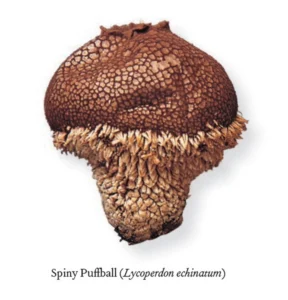 The Book of Fungi – A life-size guide to six hundred species from around the world (2011) [Το βιβλίο των μυκήτων – Ένας οδηγός σε φυσικό μέγεθος για εξακόσια είδη από όλο τον κόσμο]