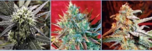 Cannabis Indica – The Essential Guide to the World’s Finest Marijuana Strains (2011) [Κάνναβη, υποείδος Indica – Ο βασικός οδηγός για τις καλύτερες ποικιλίες κάνναβης στον κόσμο]