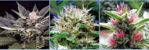 Cannabis Indica – The Essential Guide to the World’s Finest Marijuana Strains (2011) [Κάνναβη, υποείδος Indica – Ο βασικός οδηγός για τις καλύτερες ποικιλίες κάνναβης στον κόσμο]