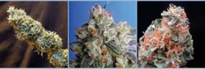 Cannabis Indica – The Essential Guide to the World’s Finest Marijuana Strains (2011) [Κάνναβη, υποείδος Indica – Ο βασικός οδηγός για τις καλύτερες ποικιλίες κάνναβης στον κόσμο]