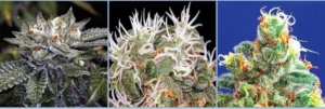Cannabis Indica – The Essential Guide to the World’s Finest Marijuana Strains (2011) [Κάνναβη, υποείδος Indica – Ο βασικός οδηγός για τις καλύτερες ποικιλίες κάνναβης στον κόσμο]