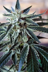 Cannabis Indica – The Essential Guide to the World’s Finest Marijuana Strains (2011) [Κάνναβη, υποείδος Indica – Ο βασικός οδηγός για τις καλύτερες ποικιλίες κάνναβης στον κόσμο]