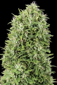 Cannabis Indica – The Essential Guide to the World’s Finest Marijuana Strains (2011) [Κάνναβη, υποείδος Indica – Ο βασικός οδηγός για τις καλύτερες ποικιλίες κάνναβης στον κόσμο]