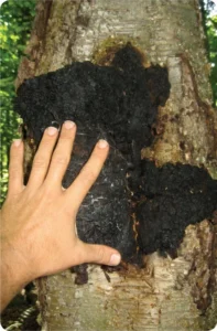 Chaga – King of the medicinal mushrooms (2012) [Μανιτάρι Chaga – Ο βασιλιάς των φαρμακευτικών μανιταριών]
