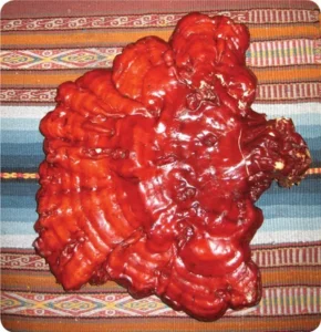 Chaga – King of the medicinal mushrooms (2012) [Μανιτάρι Chaga – Ο βασιλιάς των φαρμακευτικών μανιταριών]