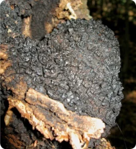 Chaga – King of the medicinal mushrooms (2012) [Μανιτάρι Chaga – Ο βασιλιάς των φαρμακευτικών μανιταριών]