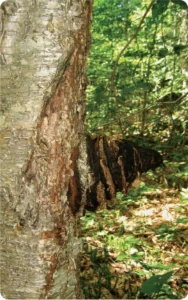 Chaga – King of the medicinal mushrooms (2012) [Μανιτάρι Chaga – Ο βασιλιάς των φαρμακευτικών μανιταριών]