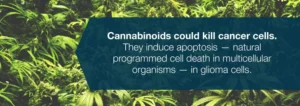 Η ιατρική χρήση της Κάνναβης και ο Καρκίνος στον Εγκέφαλο