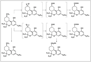 Εξαϋδροκανναβινόλη (HHC) και σχετικές ουσίες, ΤΕΧΝΙΚΗ ΑΝΑΦΟΡΑ, από το EMCDDA, 2023 Εξαϋδροκανναβινόλη (HHC) και σχετικές ουσίες, ΤΕΧΝΙΚΗ ΑΝΑΦΟΡΑ, από το EMCDDA, 2023