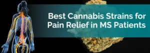 Η ιατρική χρήση της Κάνναβης για την Πολλαπλή Σκλήρυνση Η ιατρική χρήση της Κάνναβης για την Πολλαπλή Σκλήρυνση