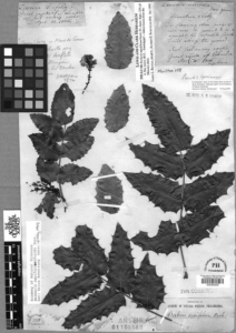 In the Herbarium (2023) [Μέσα στο βοτανολόγιο]