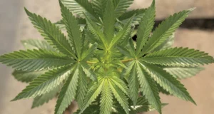 Beginner's Guide to Growing Cannabis and Making Your Own Healing Remedies (2023) [Οδηγός για αρχάριους για την καλλιέργεια κάνναβης και τη δημιουργία των δικών σου θεραπευτικών σκευασμάτων]