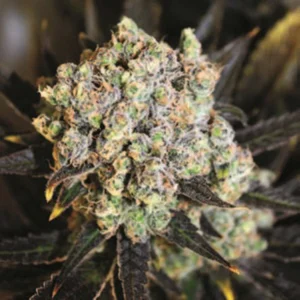 Cannabis Sativa – The Essential Guide to the World’s Finest Marijuana Strains (2013) [Κάνναβη, υποείδος Sativa – Ο βασικός οδηγός για τις καλύτερες ποικιλίες κάνναβης στον κόσμο]