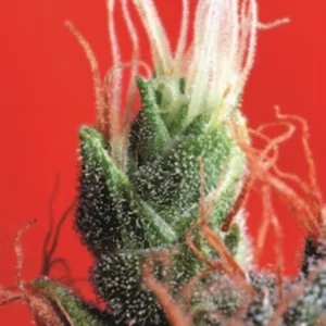 Cannabis Sativa – The Essential Guide to the World’s Finest Marijuana Strains (2013) [Κάνναβη, υποείδος Sativa – Ο βασικός οδηγός για τις καλύτερες ποικιλίες κάνναβης στον κόσμο]