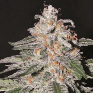 Cannabis Sativa – The Essential Guide to the World’s Finest Marijuana Strains (2013) [Κάνναβη, υποείδος Sativa – Ο βασικός οδηγός για τις καλύτερες ποικιλίες κάνναβης στον κόσμο]