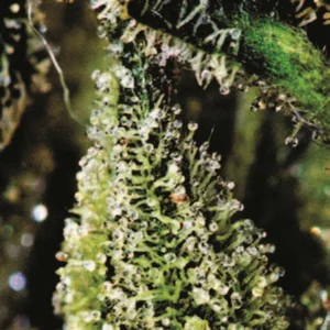 Cannabis Sativa – The Essential Guide to the World’s Finest Marijuana Strains (2013) [Κάνναβη, υποείδος Sativa – Ο βασικός οδηγός για τις καλύτερες ποικιλίες κάνναβης στον κόσμο]