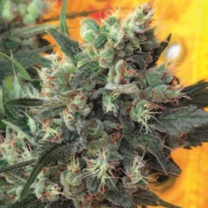 Cannabis Sativa – The Essential Guide to the World’s Finest Marijuana Strains (2013) [Κάνναβη, υποείδος Sativa – Ο βασικός οδηγός για τις καλύτερες ποικιλίες κάνναβης στον κόσμο]