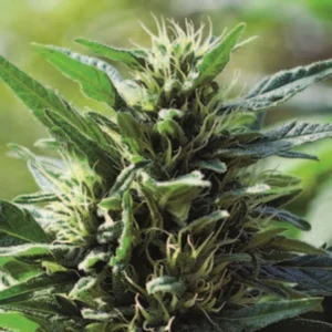 Cannabis Sativa – The Essential Guide to the World’s Finest Marijuana Strains (2013) [Κάνναβη, υποείδος Sativa – Ο βασικός οδηγός για τις καλύτερες ποικιλίες κάνναβης στον κόσμο]