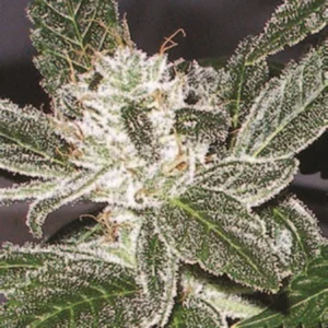 Cannabis Sativa – The Essential Guide to the World’s Finest Marijuana Strains (2013) [Κάνναβη, υποείδος Sativa – Ο βασικός οδηγός για τις καλύτερες ποικιλίες κάνναβης στον κόσμο]