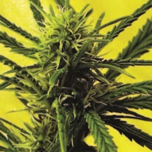 Cannabis Sativa – The Essential Guide to the World’s Finest Marijuana Strains (2013) [Κάνναβη, υποείδος Sativa – Ο βασικός οδηγός για τις καλύτερες ποικιλίες κάνναβης στον κόσμο]