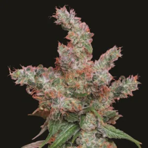 Cannabis Sativa – The Essential Guide to the World’s Finest Marijuana Strains (2013) [Κάνναβη, υποείδος Sativa – Ο βασικός οδηγός για τις καλύτερες ποικιλίες κάνναβης στον κόσμο]