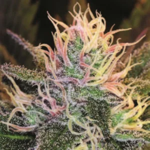 Cannabis Sativa – The Essential Guide to the World’s Finest Marijuana Strains (2013) [Κάνναβη, υποείδος Sativa – Ο βασικός οδηγός για τις καλύτερες ποικιλίες κάνναβης στον κόσμο]