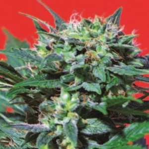 Cannabis Sativa – The Essential Guide to the World’s Finest Marijuana Strains (2013) [Κάνναβη, υποείδος Sativa – Ο βασικός οδηγός για τις καλύτερες ποικιλίες κάνναβης στον κόσμο]