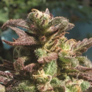 Cannabis Sativa – The Essential Guide to the World’s Finest Marijuana Strains (2013) [Κάνναβη, υποείδος Sativa – Ο βασικός οδηγός για τις καλύτερες ποικιλίες κάνναβης στον κόσμο]