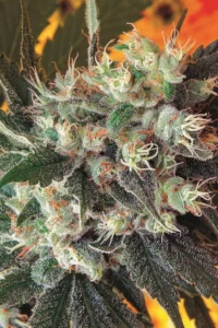 Cannabis Sativa – The Essential Guide to the World’s Finest Marijuana Strains (2013) [Κάνναβη, υποείδος Sativa – Ο βασικός οδηγός για τις καλύτερες ποικιλίες κάνναβης στον κόσμο]