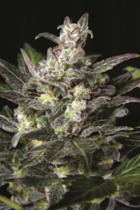 Cannabis Sativa – The Essential Guide to the World’s Finest Marijuana Strains (2013) [Κάνναβη, υποείδος Sativa – Ο βασικός οδηγός για τις καλύτερες ποικιλίες κάνναβης στον κόσμο]