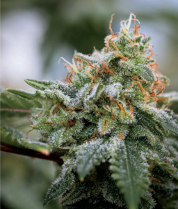 Cannabis for Creatives (2021) [Η κάνναβη για τους δημιουργικούς]