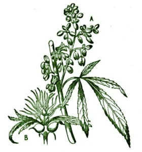 How to Grow Medical Marijuana (1999) [Πώς να καλλιεργήσεις κάνναβη για ιατρική χρήση]