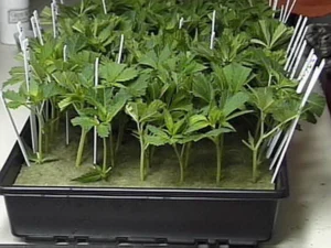 How to Grow Medical Marijuana (1999) [Πώς να καλλιεργήσεις κάνναβη για ιατρική χρήση]