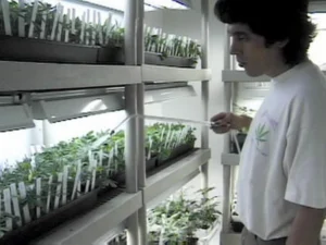 How to Grow Medical Marijuana (1999) [Πώς να καλλιεργήσεις κάνναβη για ιατρική χρήση]