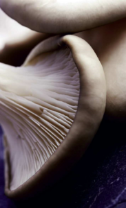 Mushroom – A global history (2013) [Μανιτάρια – Μια παγκόσμια ιστορία]