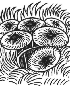 Mushroom – A global history (2013) [Μανιτάρια – Μια παγκόσμια ιστορία]